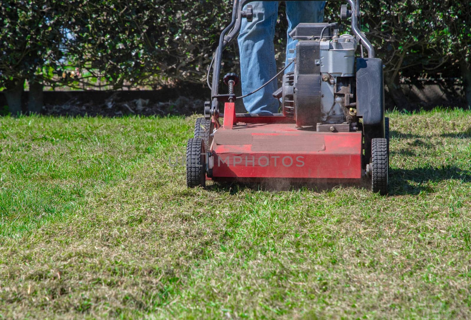 Gardener uses a scarifier to remove moss from a lawn, improving its health and appearance, Seasonal gardening on a bright sunny spring day,