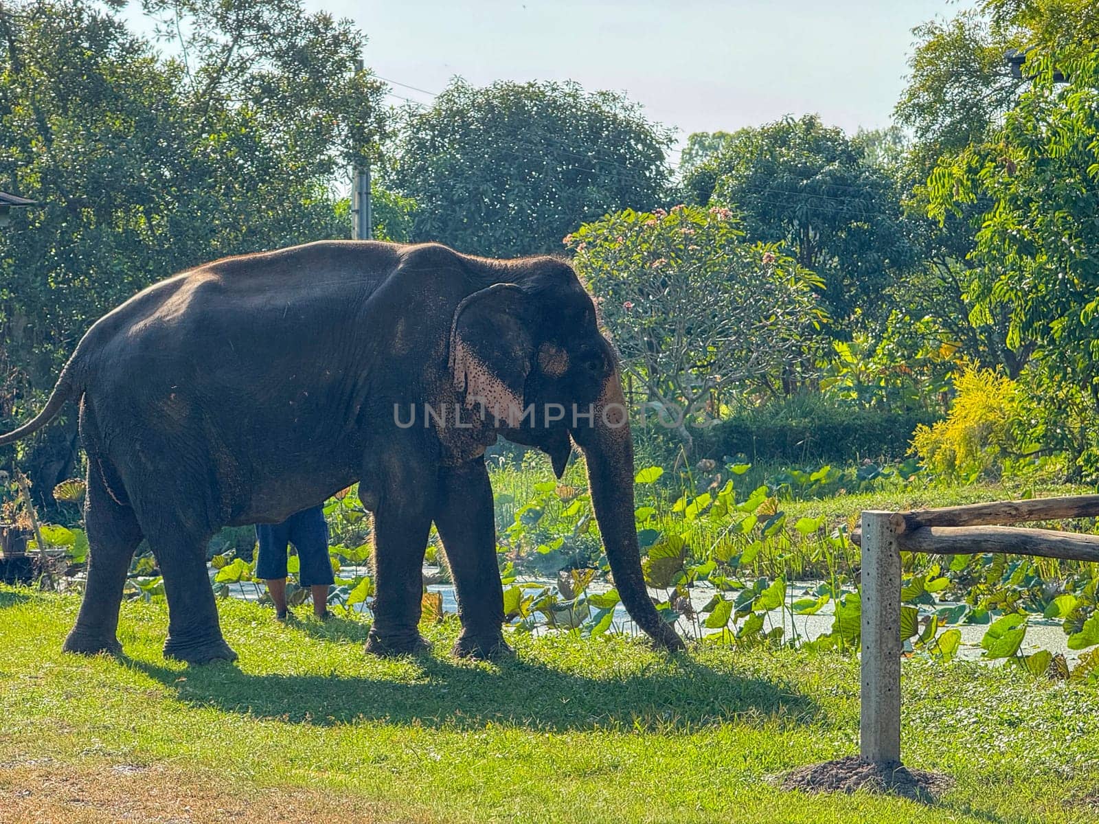 Bangkok, Thailand - November 11, 2024: Playful elephant duo with ivory tusks at Thai conservation center, Elephant Care Sanctuary. Large mammals living in harmony, wildlife habitat.