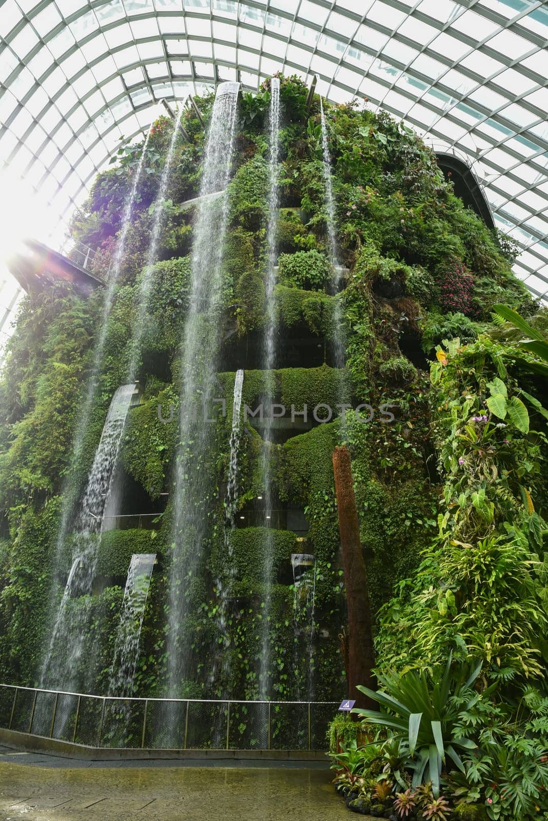 Singapore, Singapore – 4 April 2025: Indoor waterfall and lush vertical garden in Cloud Forest Dome at Gardens by the Bay, a botanical attraction in Singapore.