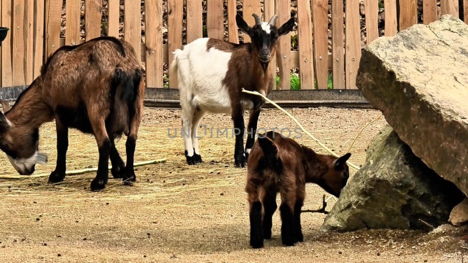 Venture into the delightful and joyful interaction of playful baby goats within a picturesque farmyard setting