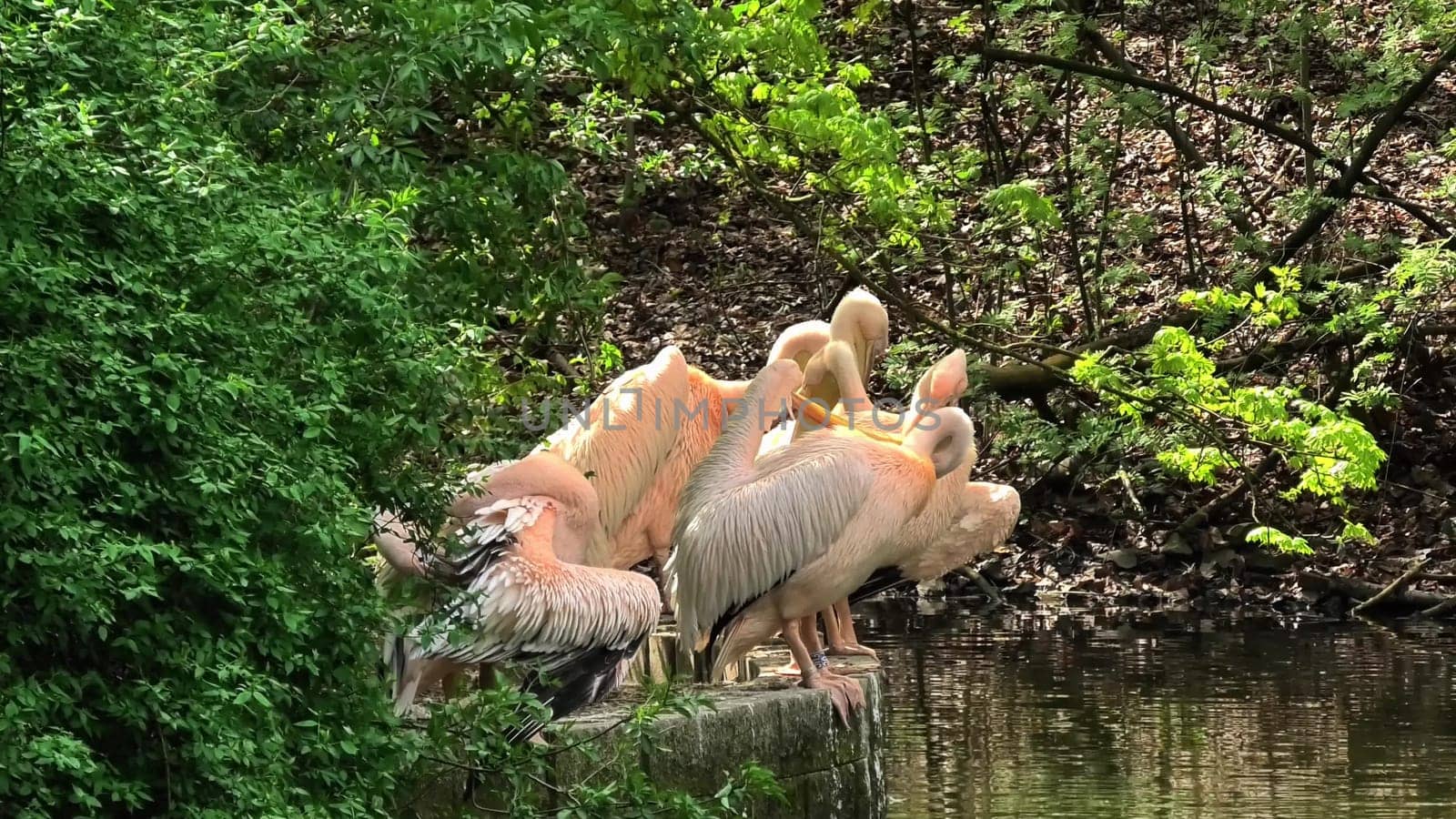 A serene and peaceful scene of pelicans resting on a riverbank, surrounded by vibrant, lush greenery and natural beauty