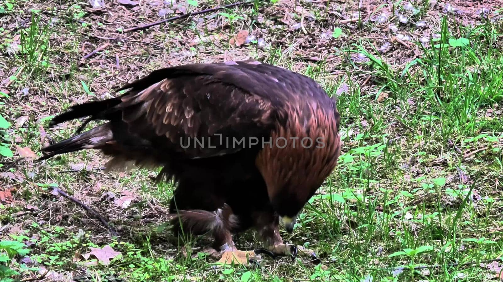 A majestic and powerful golden eagle skillfully hunts in the wild, showcasing its remarkable predatory skills