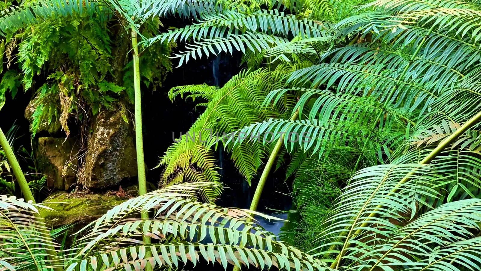 A serene view of vibrant ferns by a gentle waterfall, showcasing natures lush greenery in all its glory
