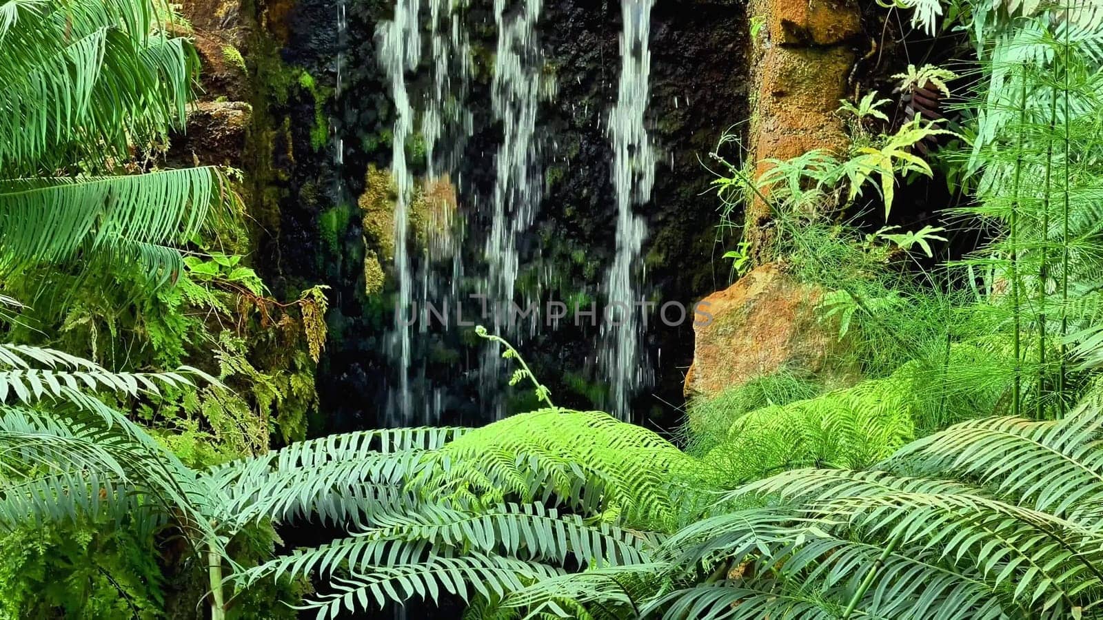 A beautiful waterfall cascades gracefully in a vibrant jungle, surrounded by exotic ferns and rich greenery