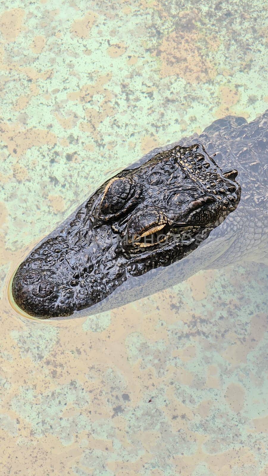 A close-up view of an alligator s head partially submerged in water, showcasing its textured skin and intense eyes, capturing the essence of wildlife in its natural habitat.