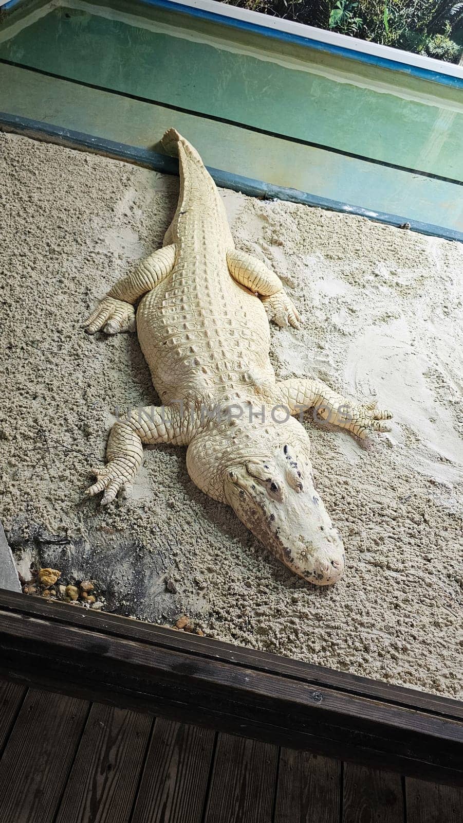 A rare albino alligator rests on sandy ground, displaying its distinct coloration. This image emphasizes wildlife diversity and the need for effective conservation efforts.