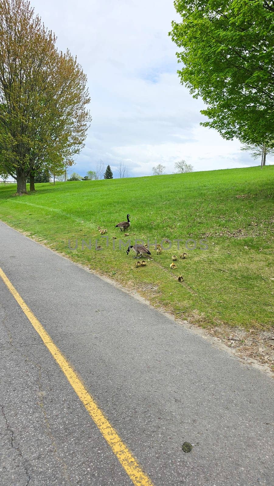 A tranquil scene features a family of Canadian geese grazing on lush green grass near a paved path, surrounded by trees. Ideal for nature enthusiasts seeking peaceful outdoor imagery.