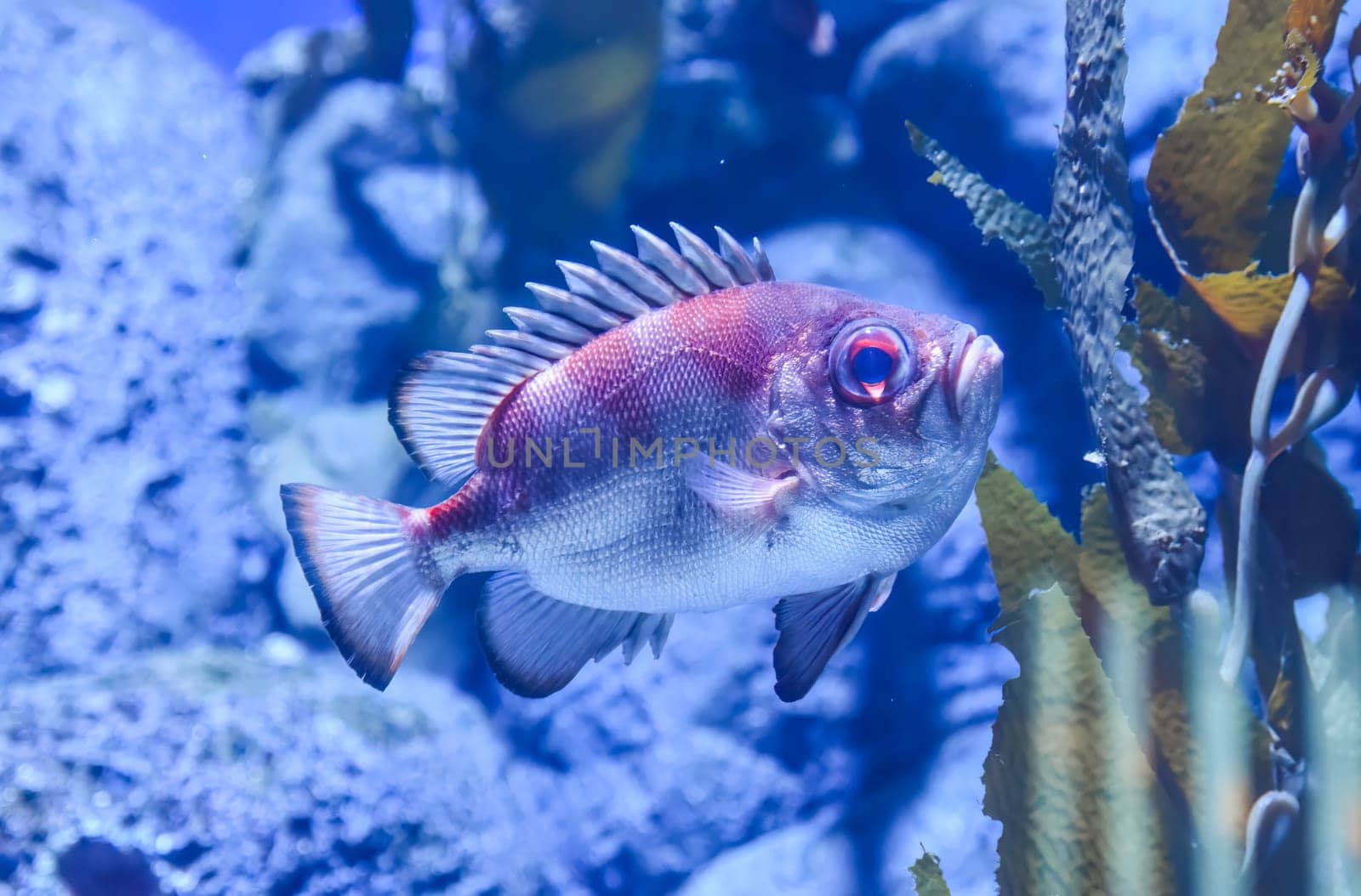 The popeye catalufa fish with large eyes and red body swimming near rocks in a tropical aquarium. Nocturnal marine species in clear underwater scene
