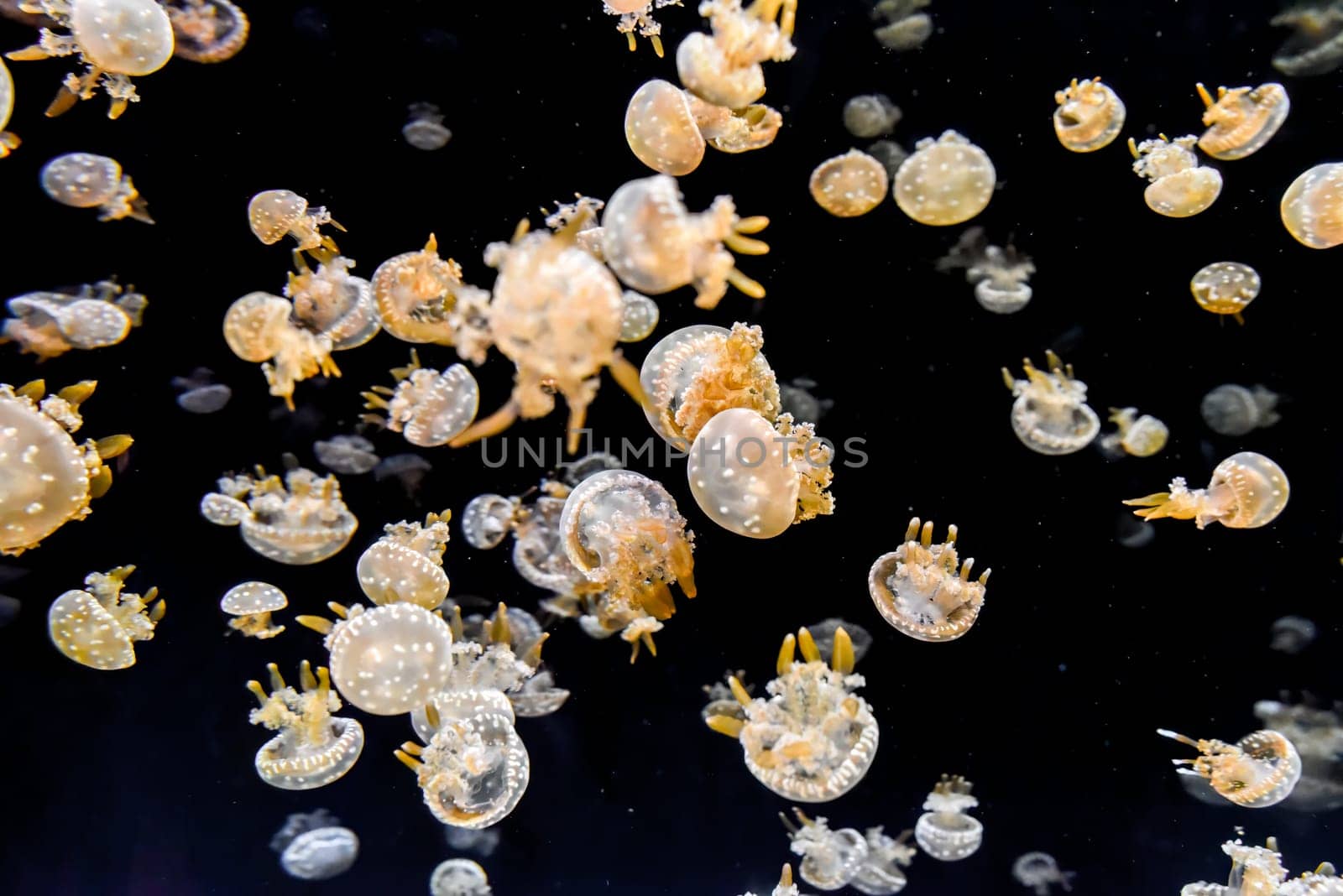 Papuan jellyfish with golden arms and dotted bells swim calmly in deep sea. A soft marine view of movement and light.