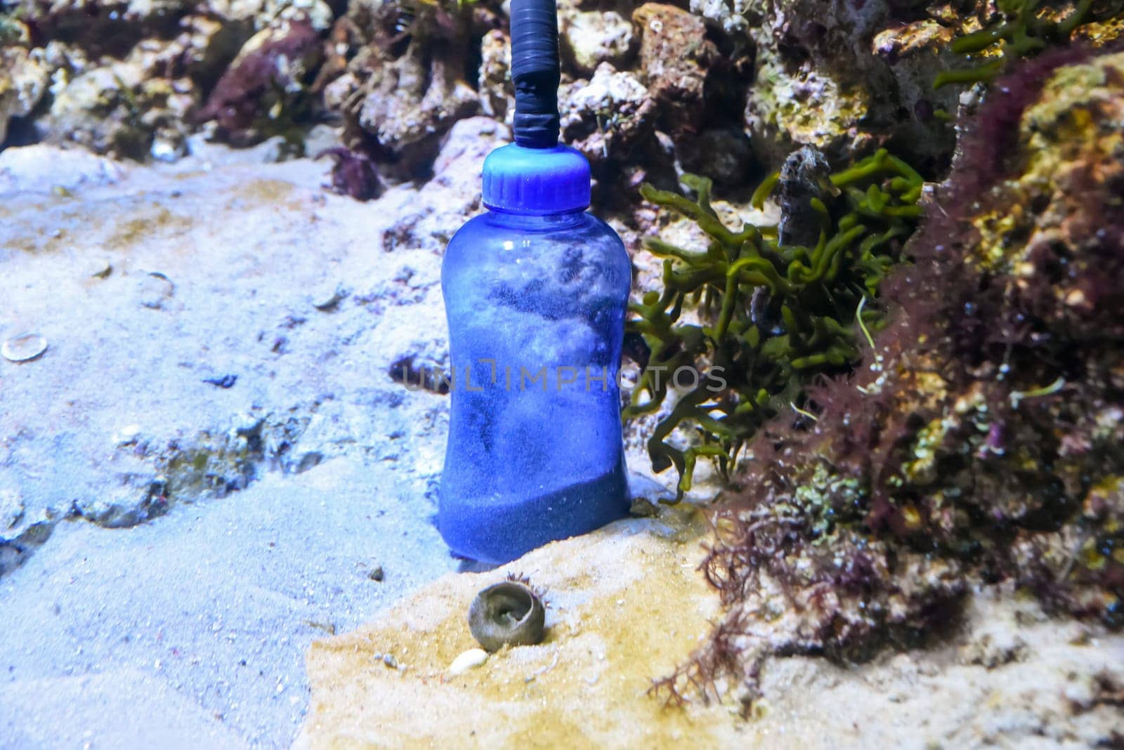 Close-up of an aquarium sand cleaner device used to remove debris from the substrate. Equipment standing upright in marine tank among algae and rocks