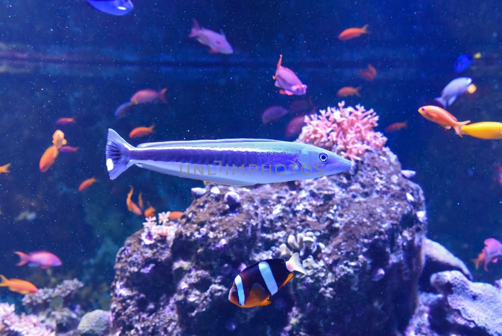 Blue blanquillo fish resting on sandy ocean floor in a tropical marine habitat. Slender body, vivid markings, and peaceful underwater scene