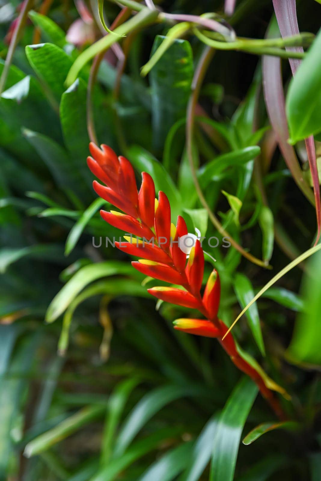 Vriesea carinata in bloom, tropical ornamental plant from the Bromeliaceae family, photographed in close-up with detailed floral structure.