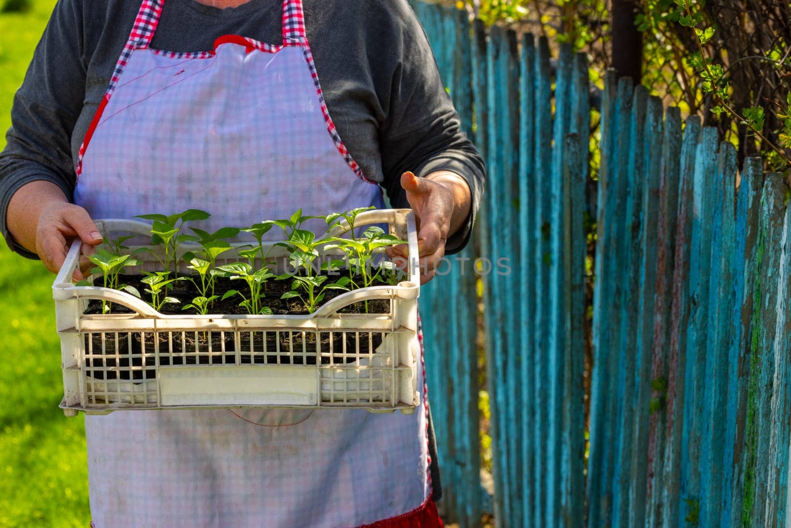 Senior woman carries plastic crate filled with sweet pepper seedlings in peaceful rural garden. Serene atmosphere, wooden fence in background, bright daylight enhances the scene.