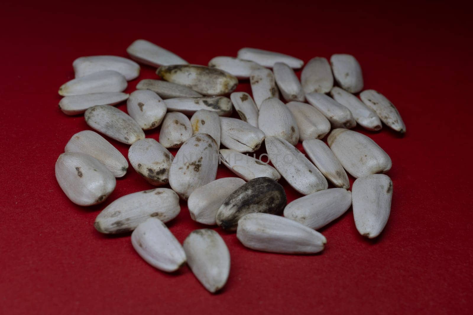 A pile of sunflower seeds as bird feed