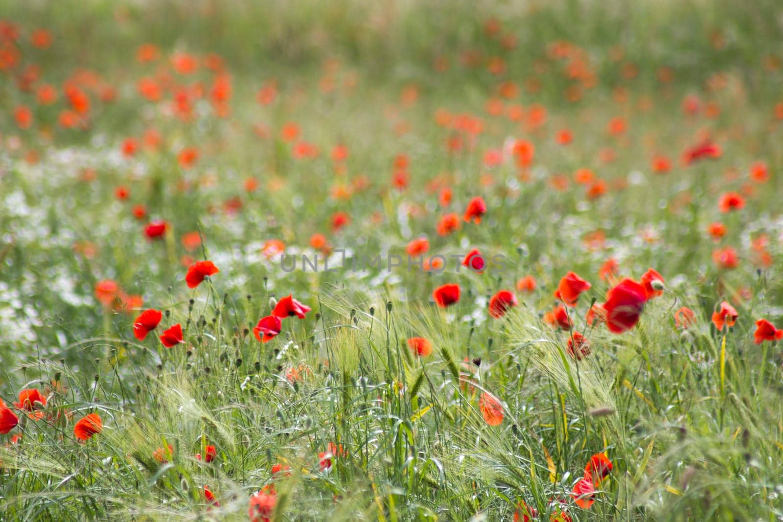 wild poppy flowers on the field - soft focus