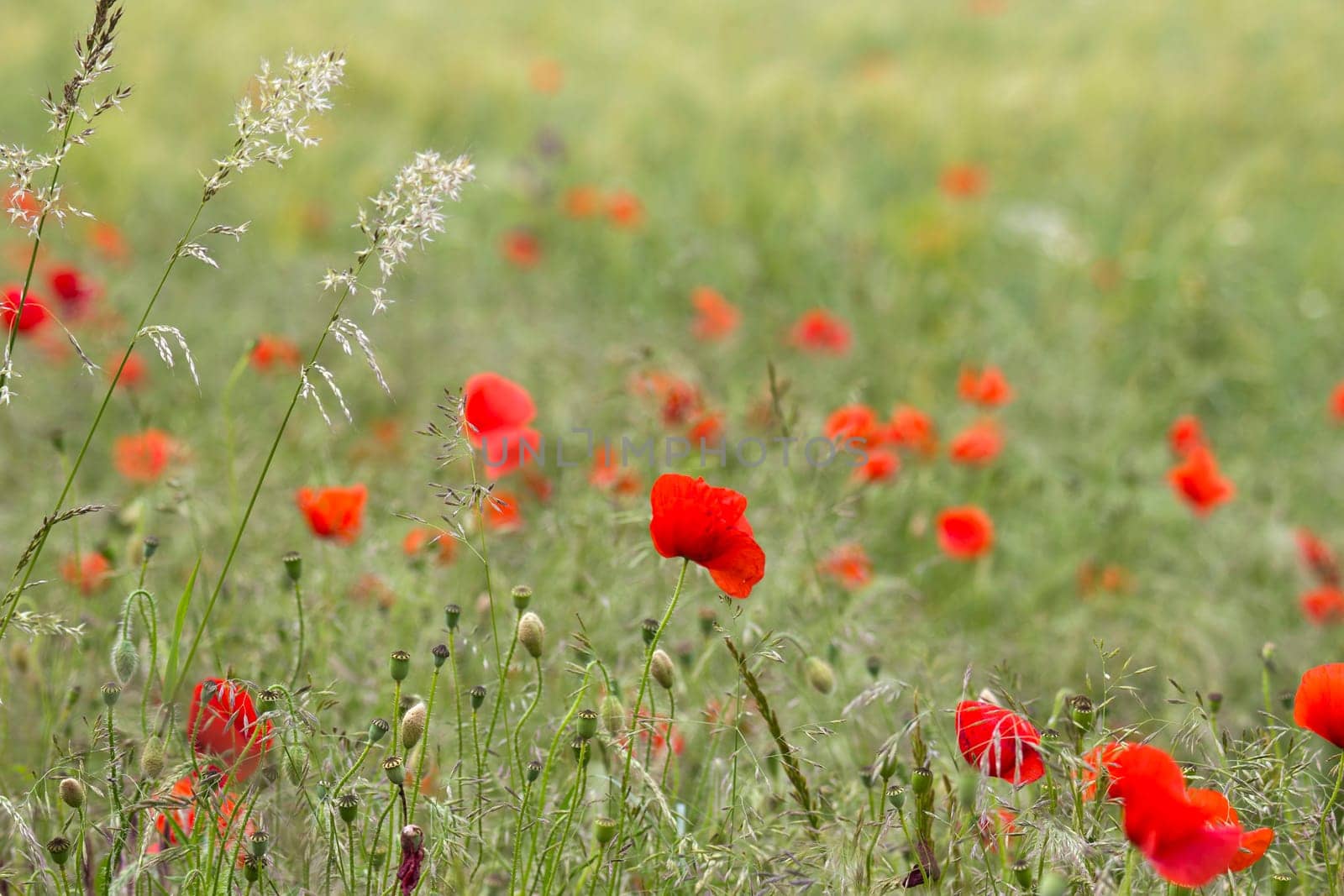 wild poppy flowers on the field - soft focus