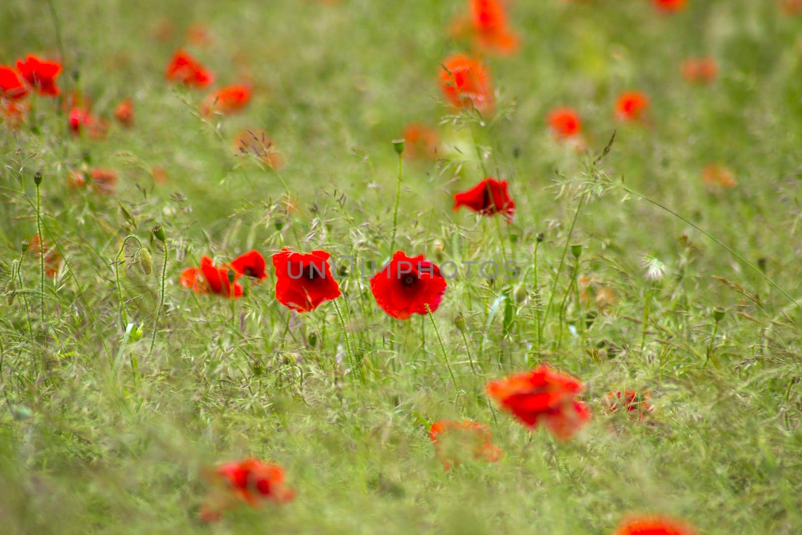 wild poppy flowers on the field - soft focus