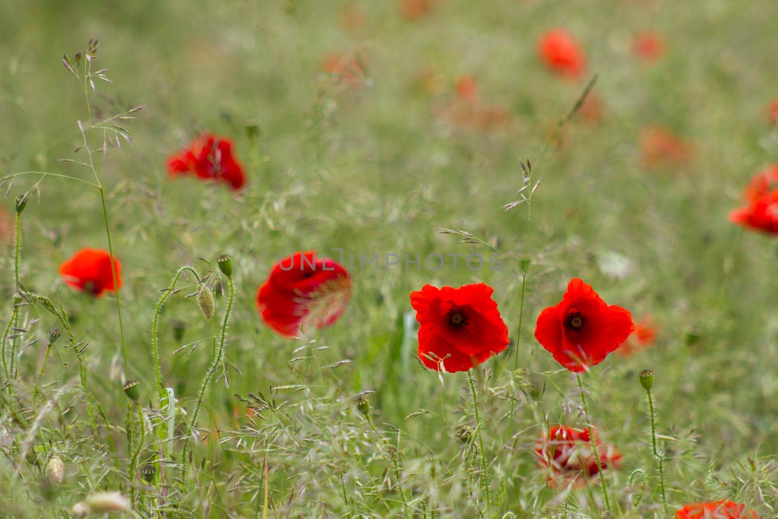 wild poppy flowers on the field - soft focus