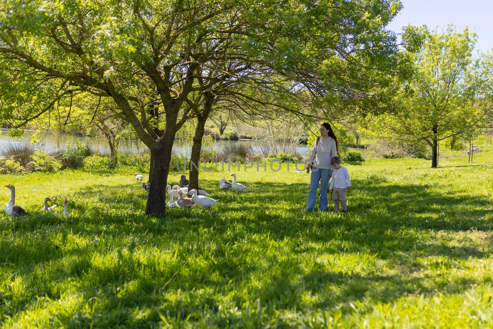 Mother and child enjoying a walk in a park with geese, near a lake, on a sunny spring day