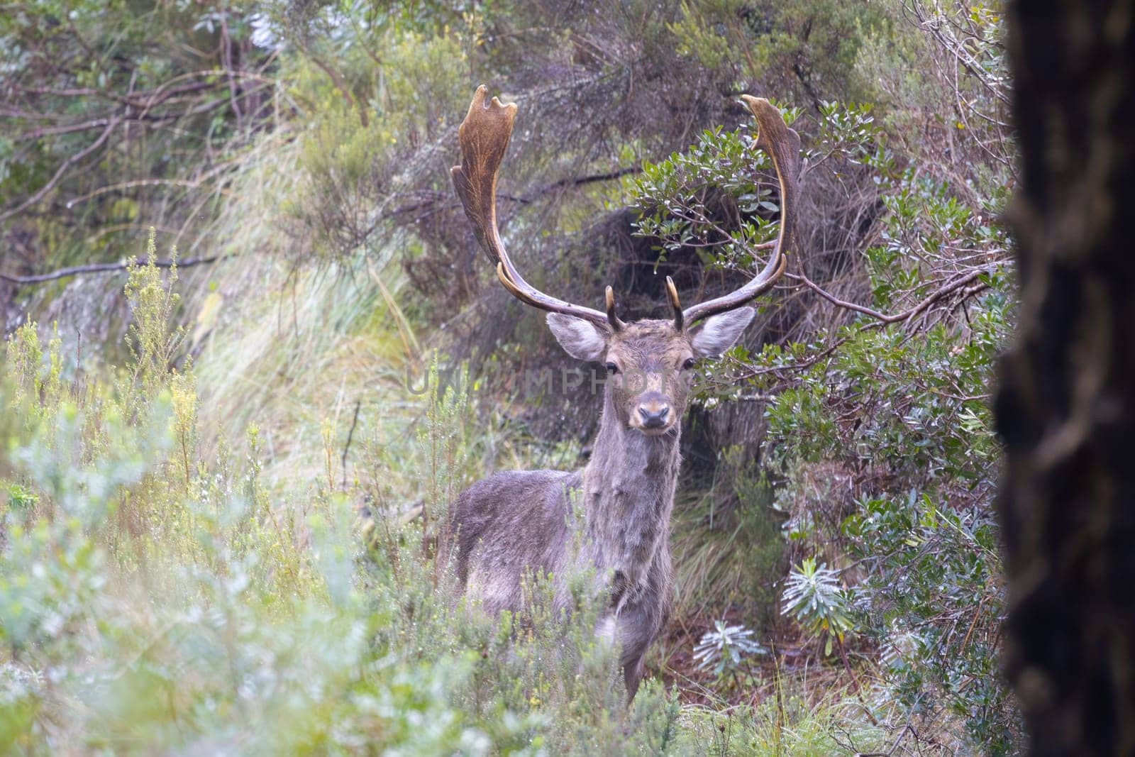 Wild fallow deer with large antlers is standing on the ground in the woods