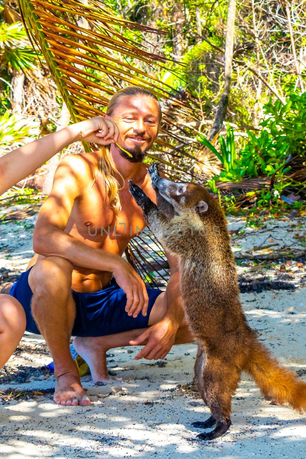 A man is feeding Coati coatis with food in tropical jungle in Playa del Carmen Quintana Roo Mexico.
