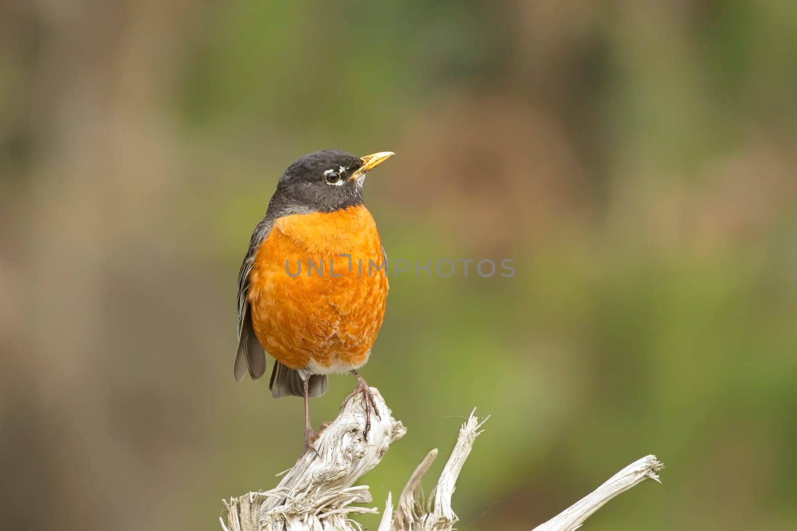 An American robin is perched on a branch near La Push, Washington.