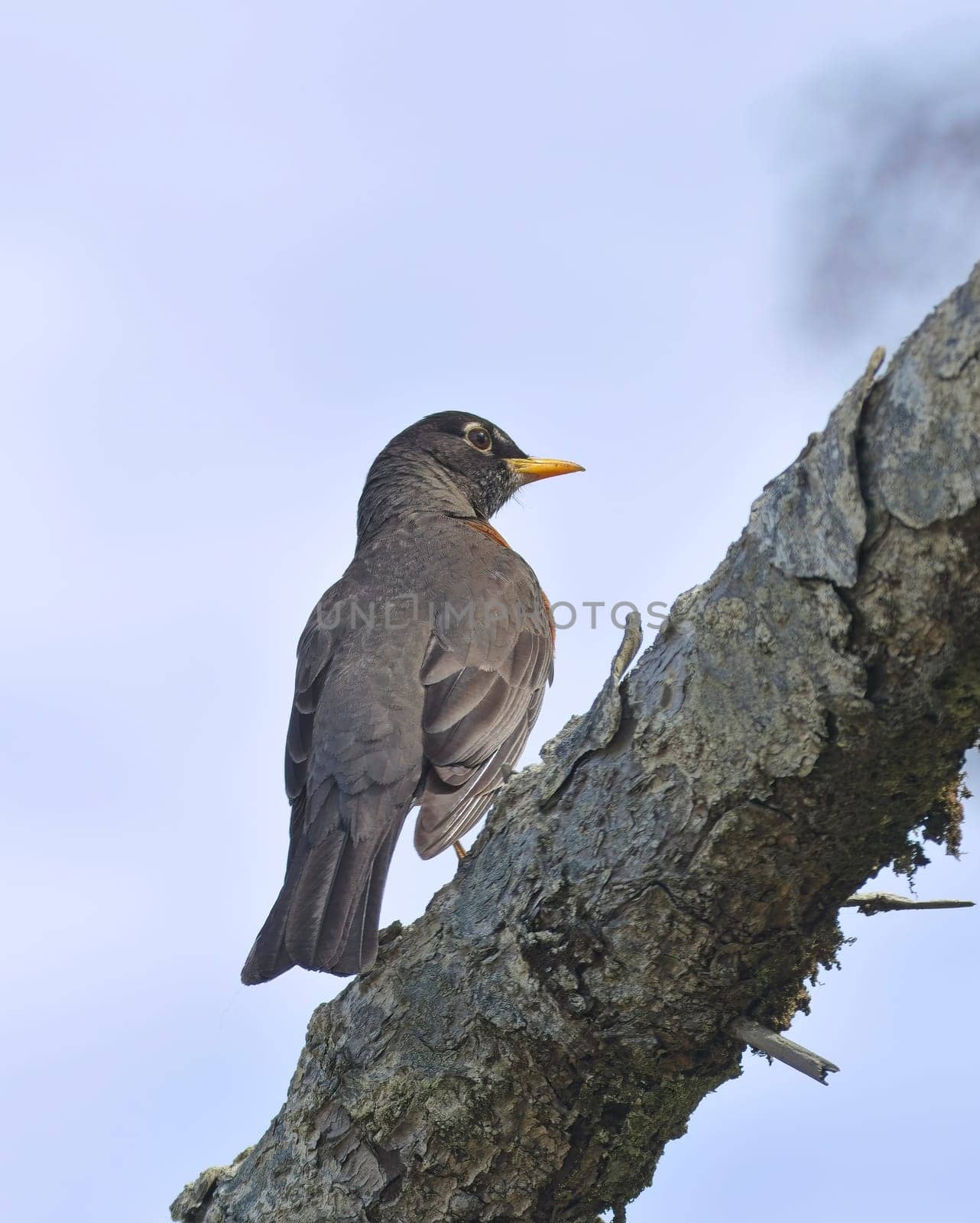 An American robin is perched on a branch near La Push, Washington.