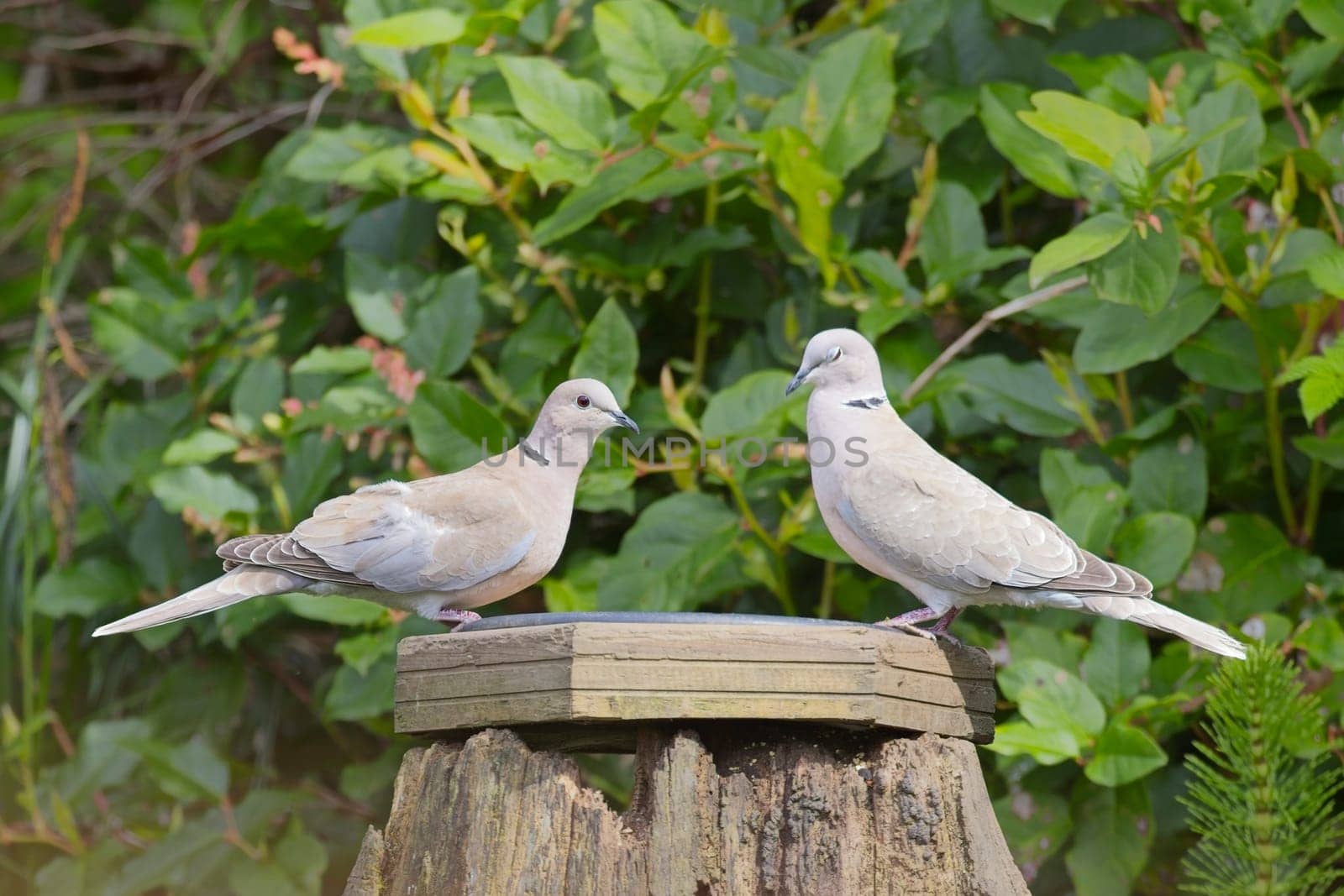 Two mourning doves are perched on a backyard bird feeder in Neah Bay, Washington.