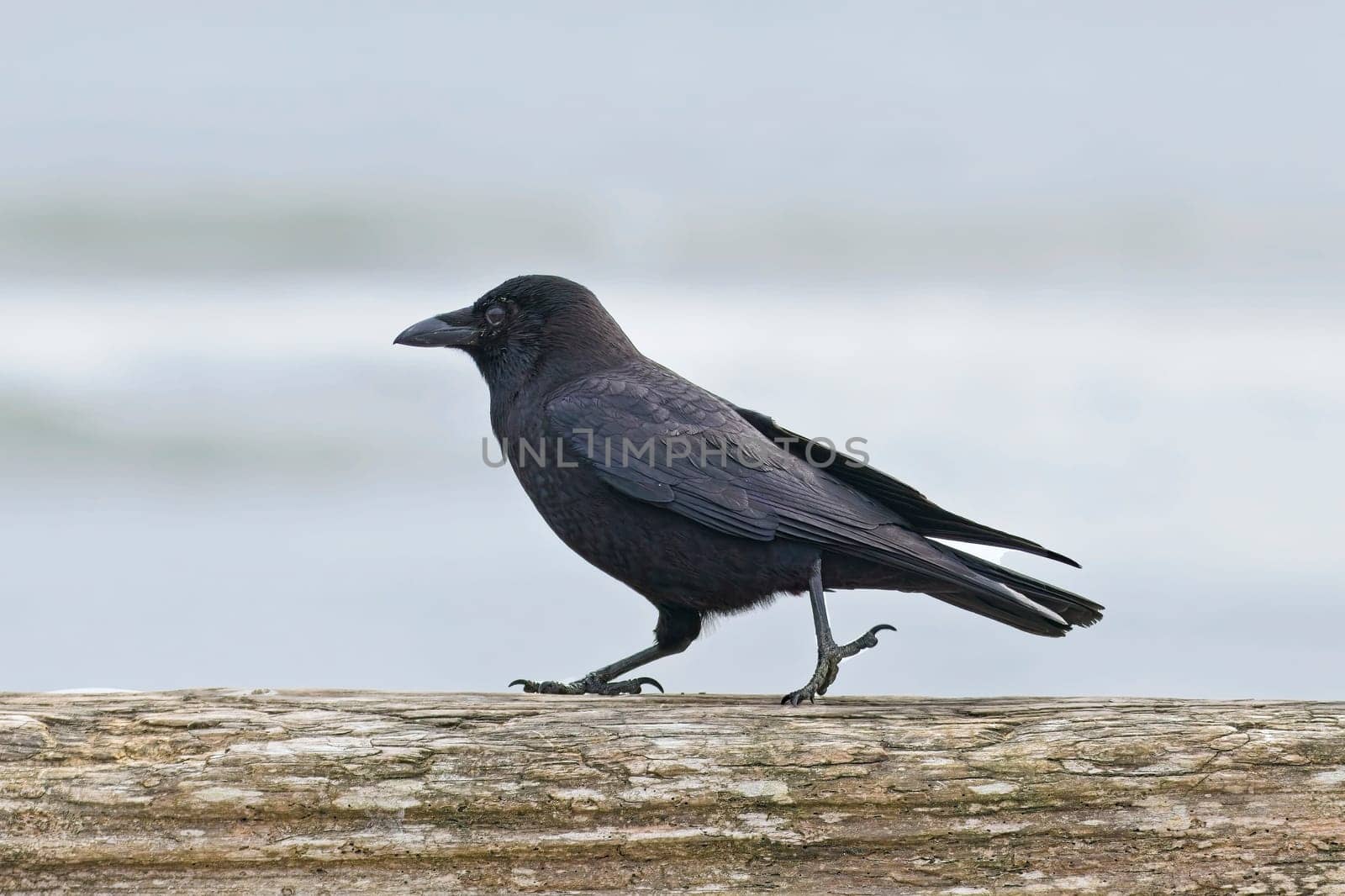 Blackbird walks on a log in La Push, Washington.