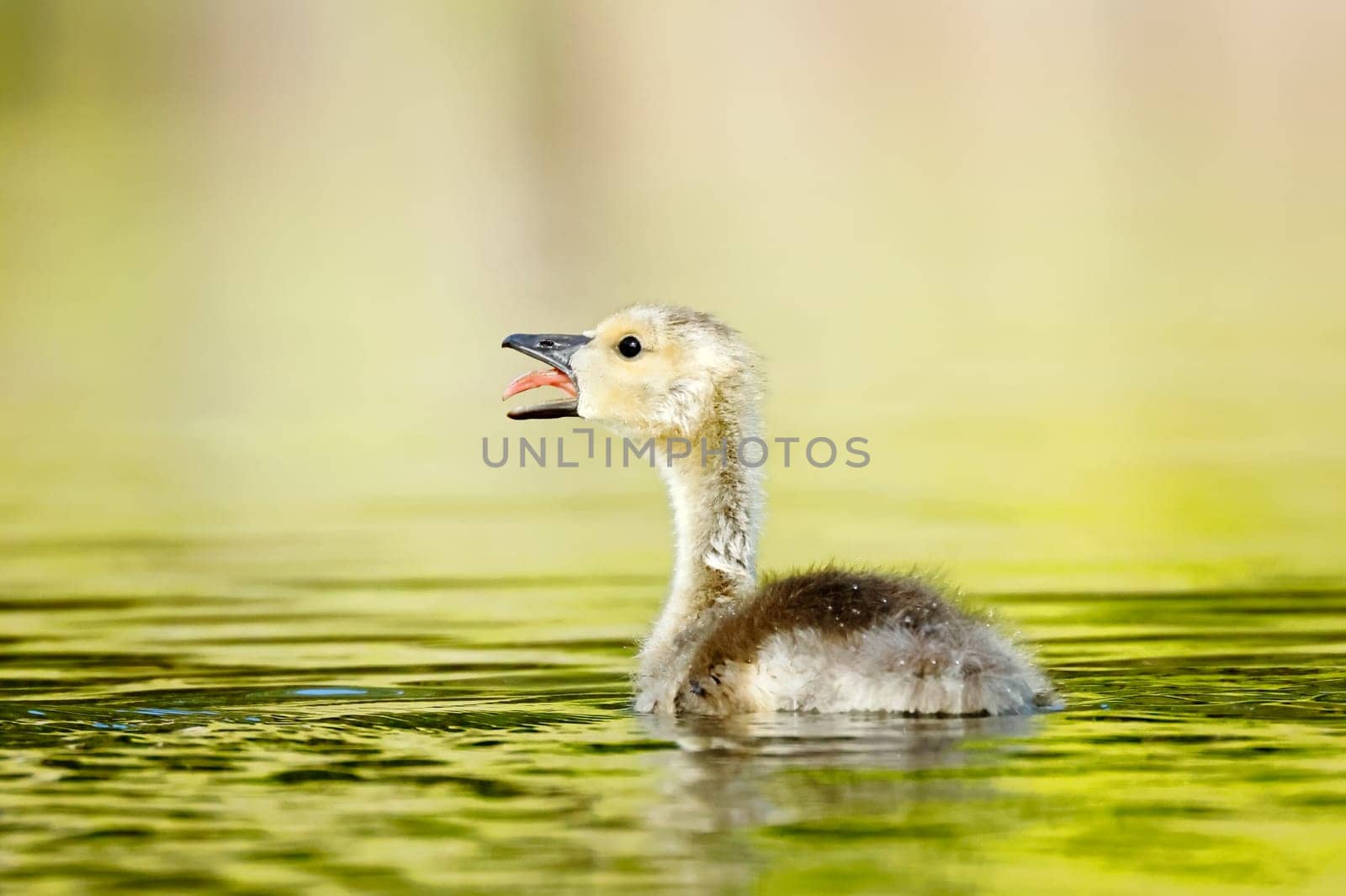 A small gosling in a pond has its beak open and its tongue out in Coeur d'Alene, Idaho.
