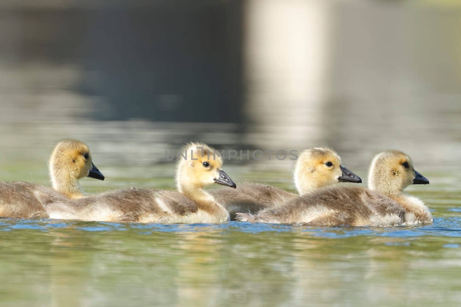 Several small goslings swim together in a pond in Coeur d'Alene, Idaho.