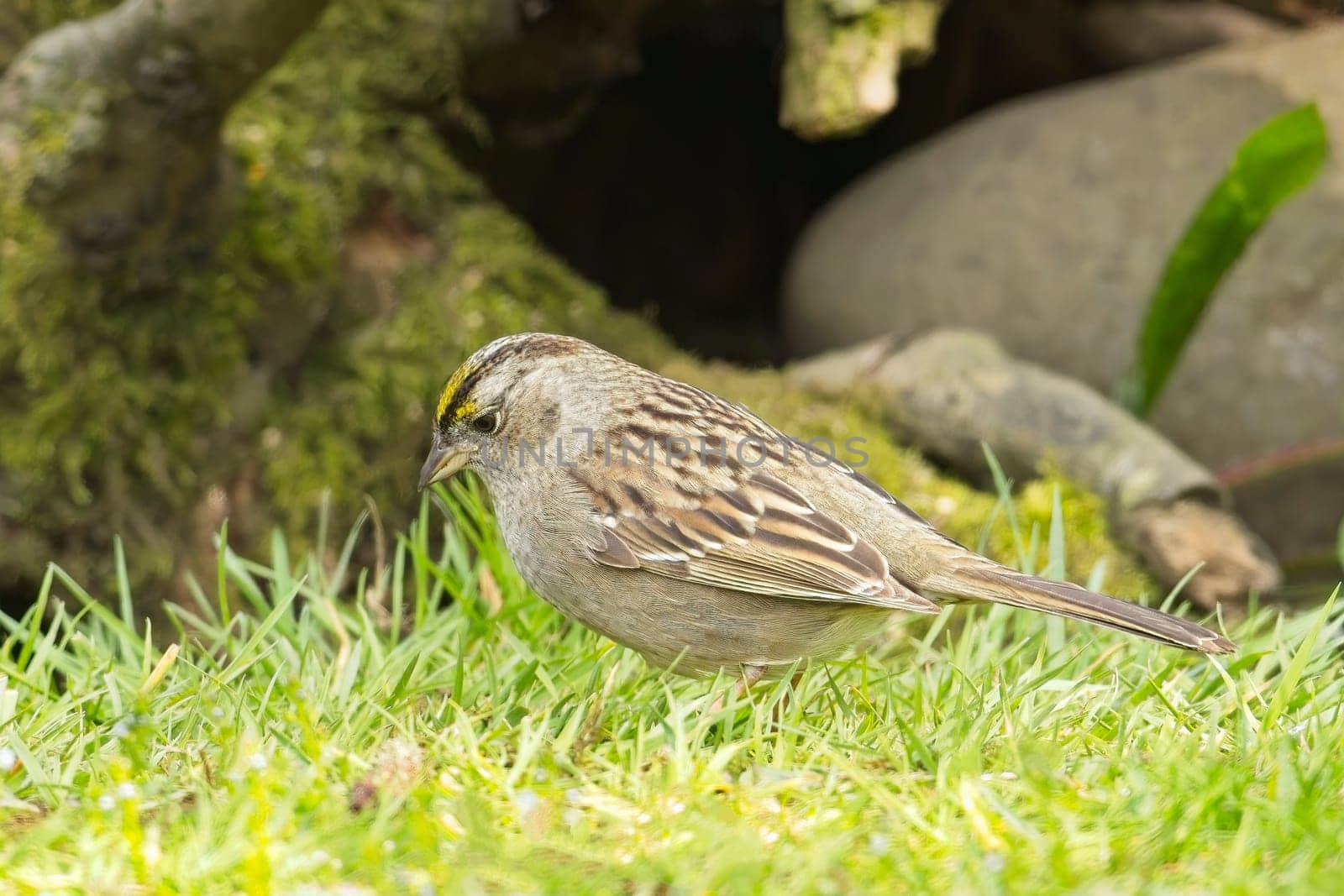 An immature golden crowned sparrow is searching for food on the ground in Neah Bay, Washington.