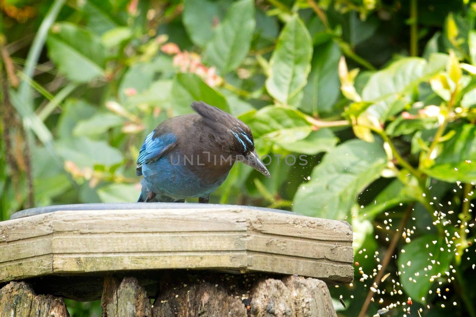 A pretty Stellar's Jay is perched at the feeder in Neah Bay, Washington.