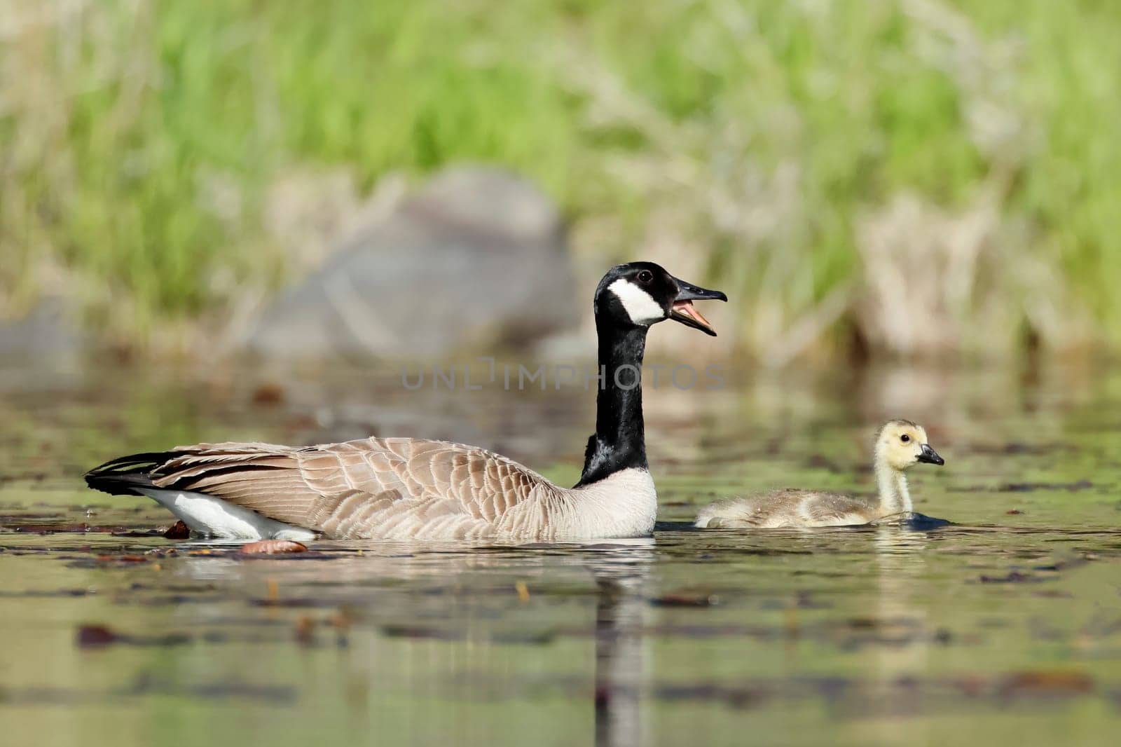 An adult goose watches out for one of its goslings in a pond in Coeur d'Alene, Idaho.