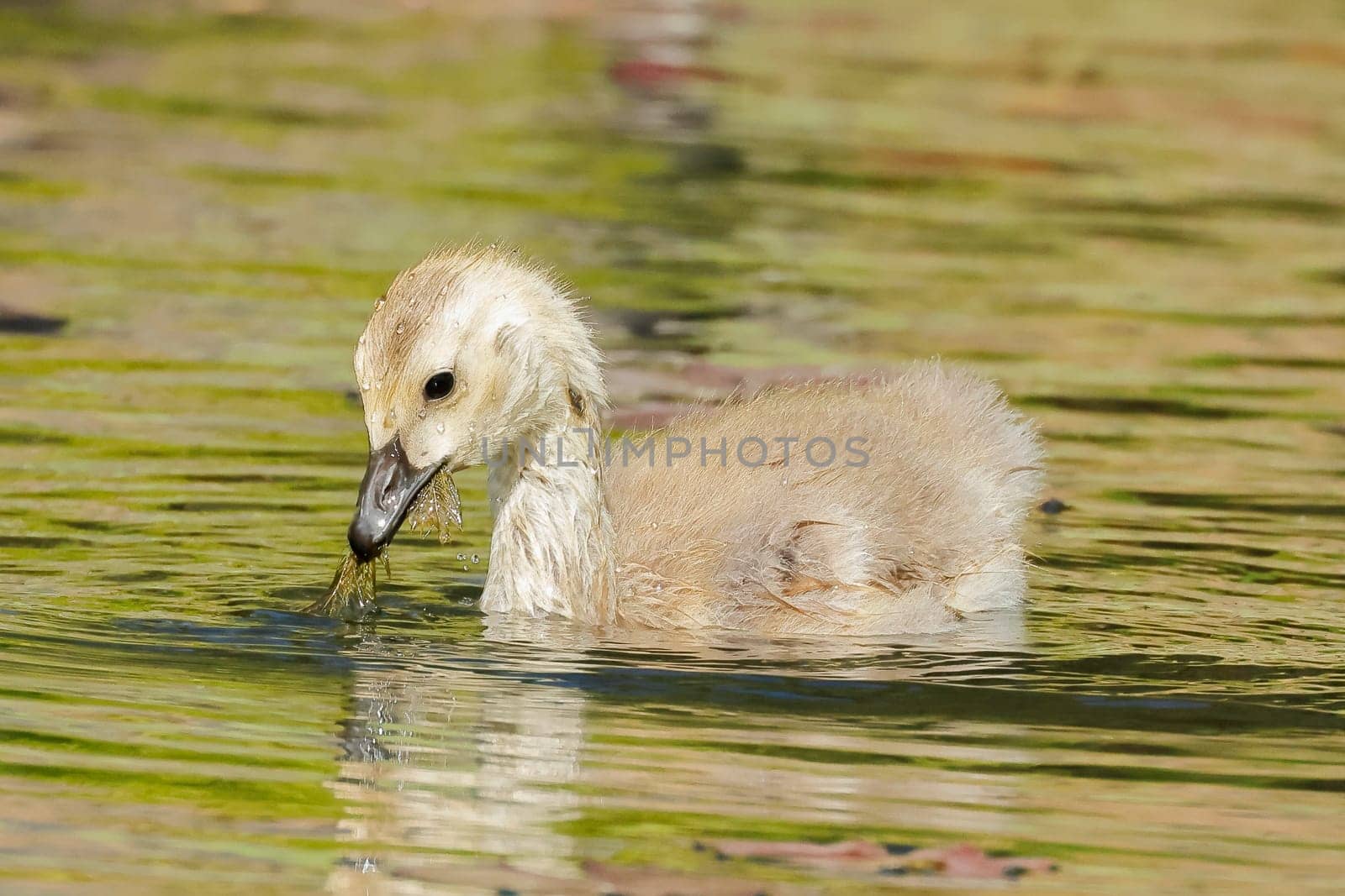 A small gosling is swimming in a pond searching for food in Coeur d'Alene, Idaho.