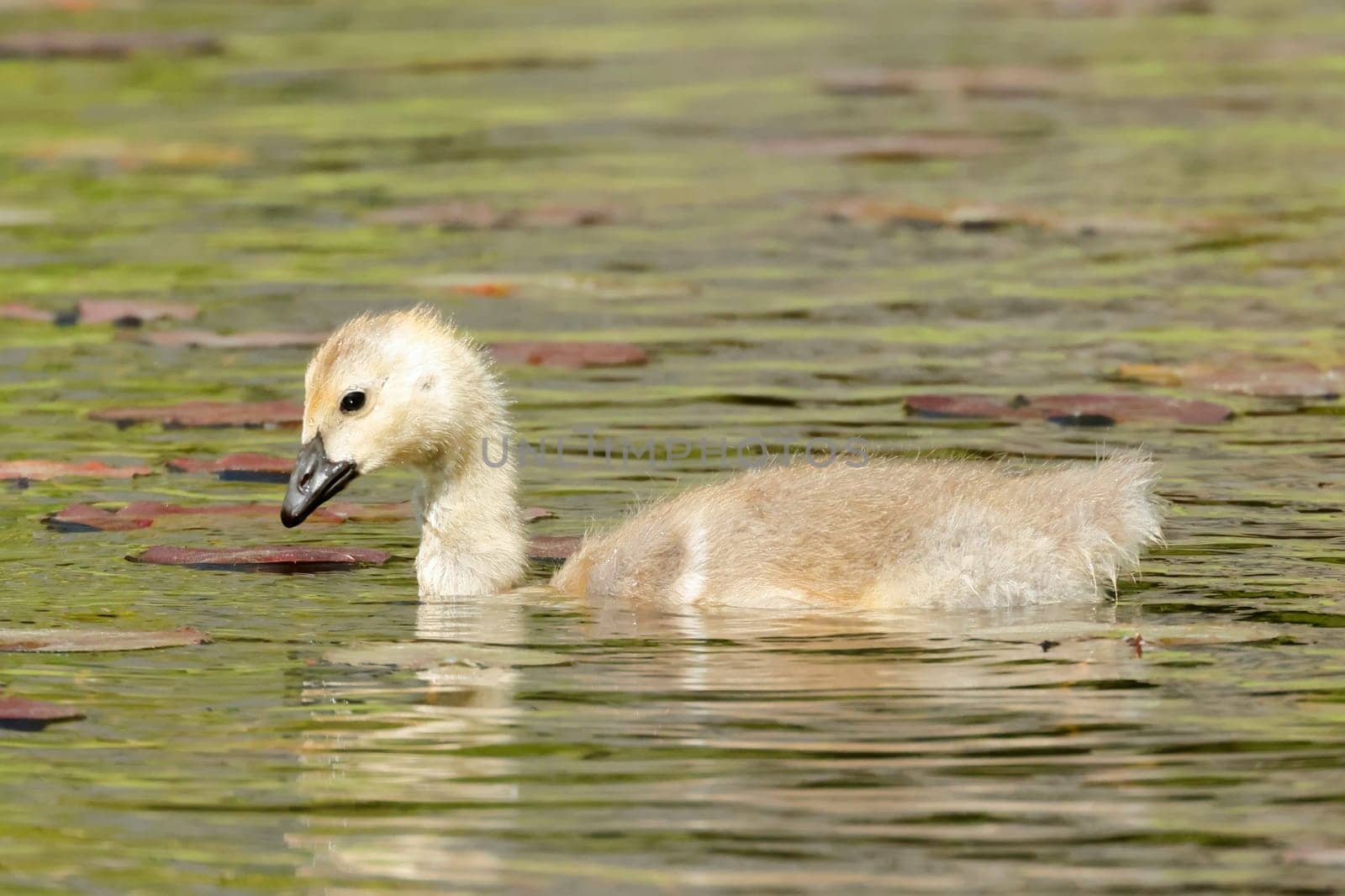 A small gosling is swimming in a pond searching for food in Coeur d'Alene, Idaho.