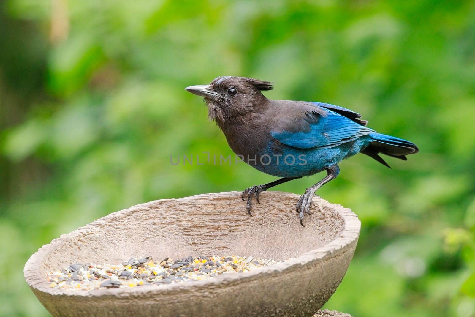 A pretty Stellar's Jay is perched at the feeder in Neah Bay, Washington.