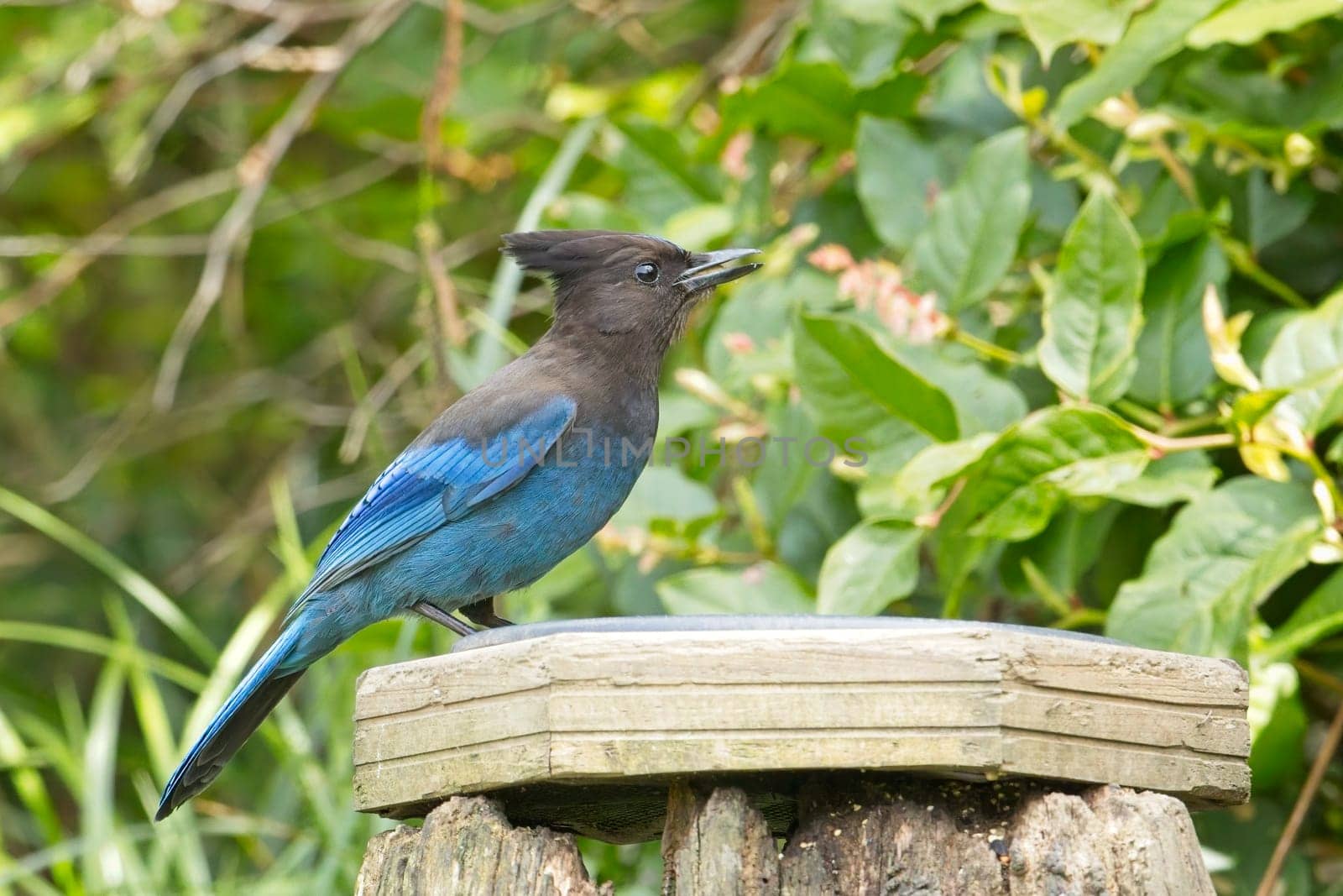 A pretty Stellar's Jay is perched at the feeder in Neah Bay, Washington.