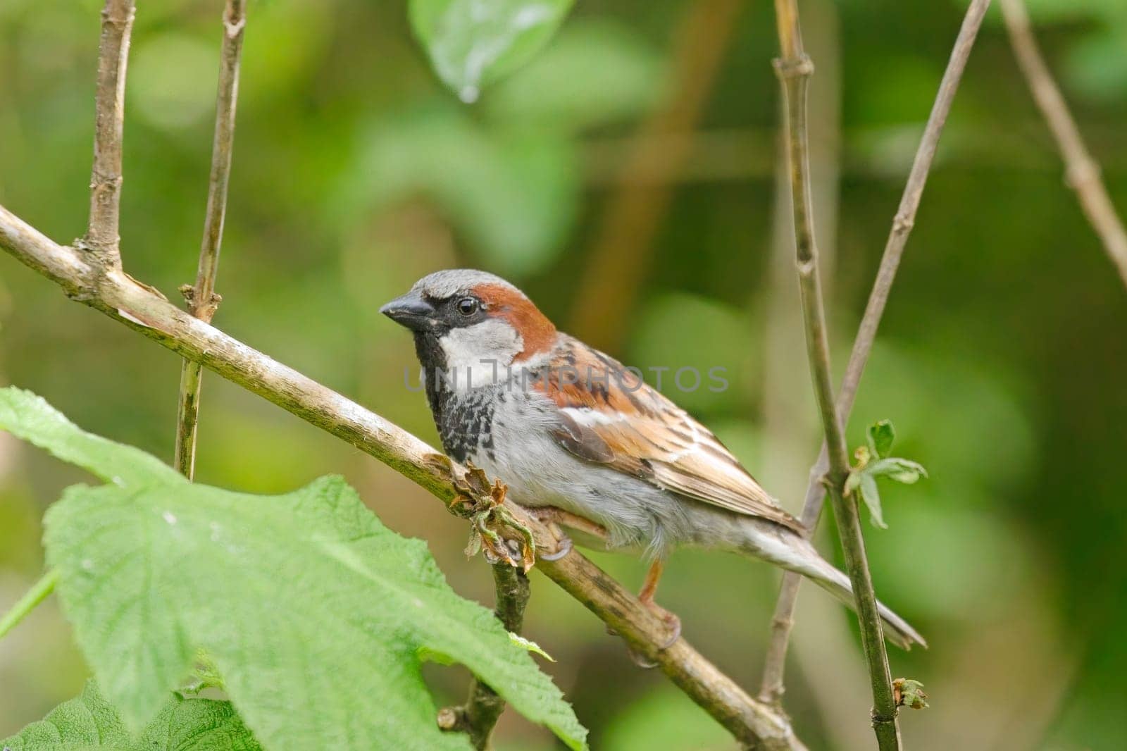 A pretty male house sparrow is perched on a small branch in Neah Bay, Washington.
