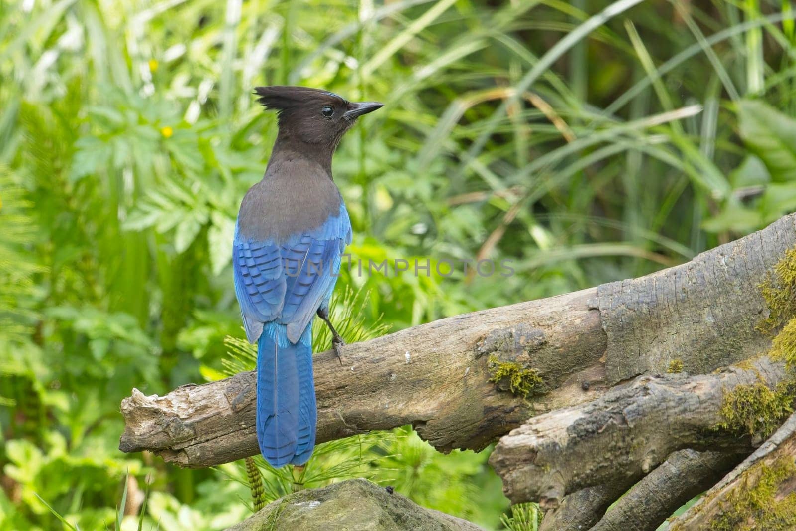A pretty vibrant blue Stellar's Jay is perched on a tree root in Neah Bay, Washington.