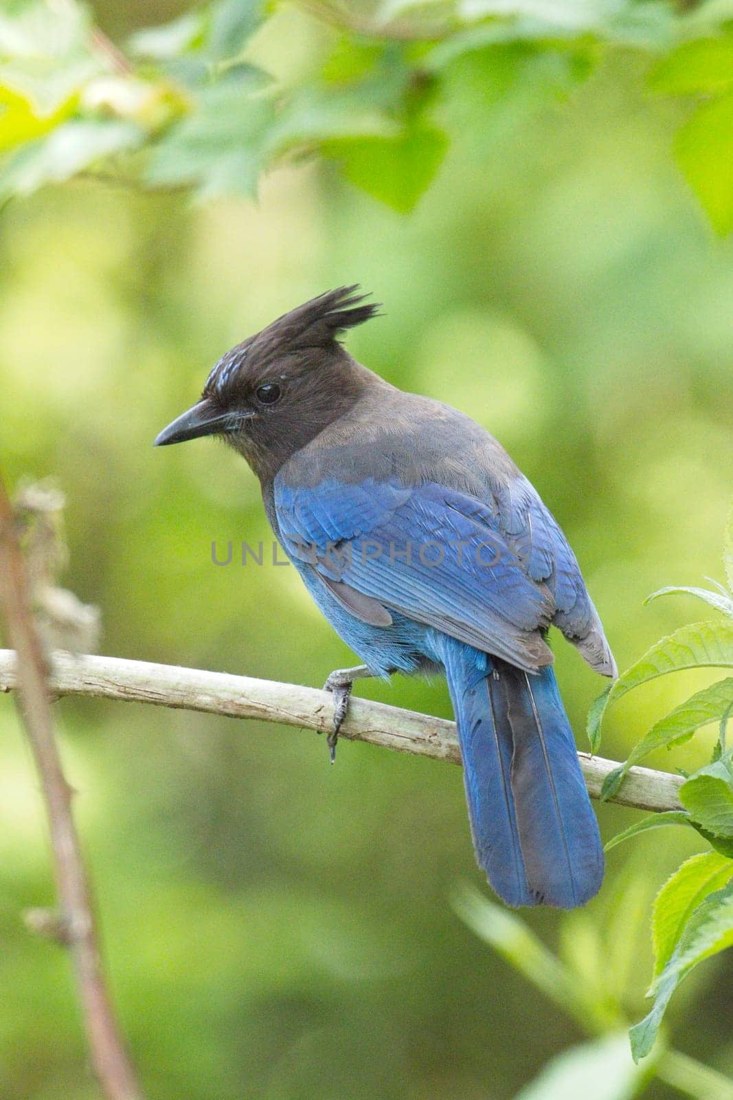 A pretty vibrant blue Stellar's Jay is perched on a small branch in Neah Bay, Washington.