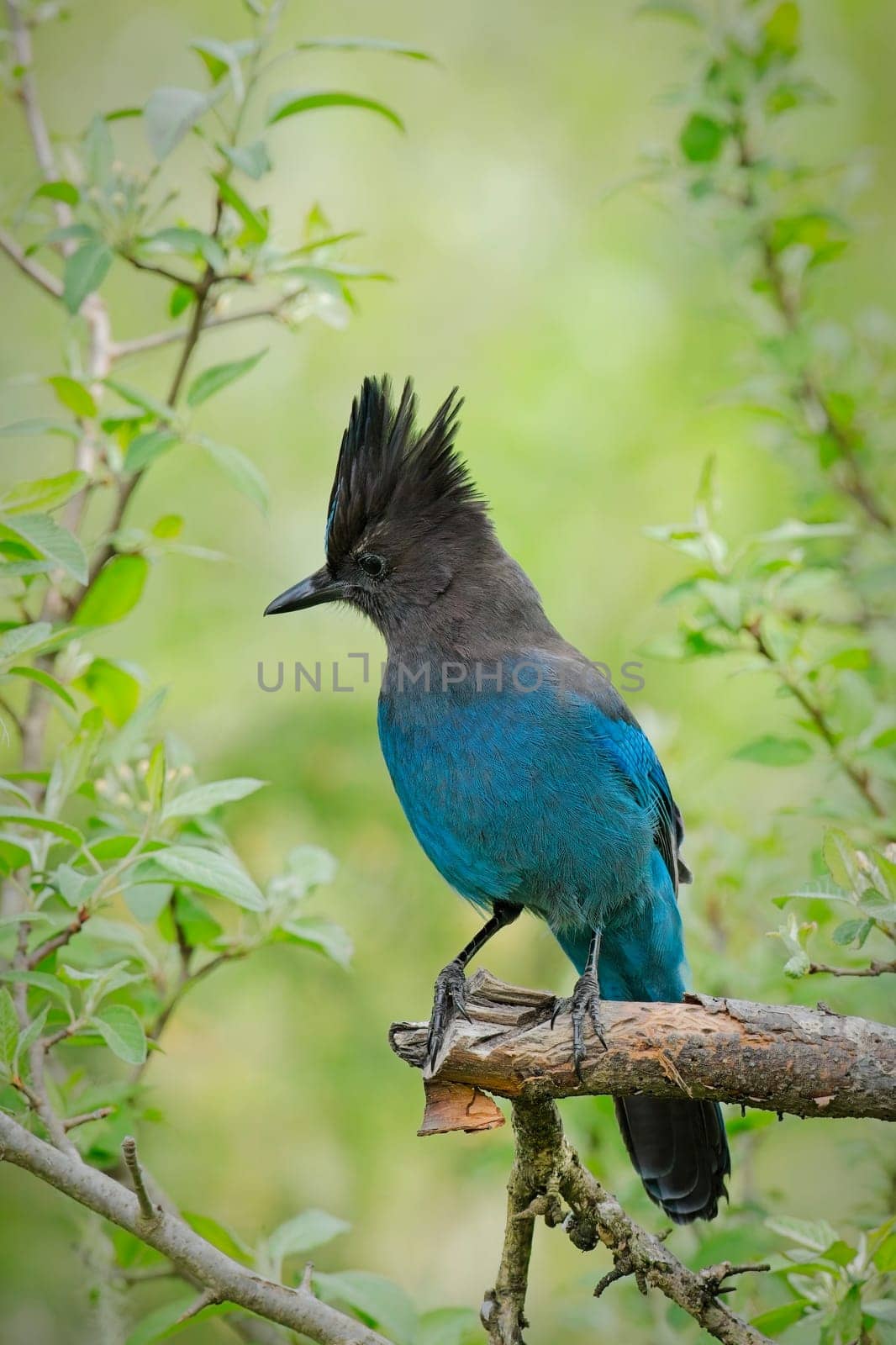 A pretty vibrant blue Stellar's Jay is perched on a small branch in Neah Bay, Washington.