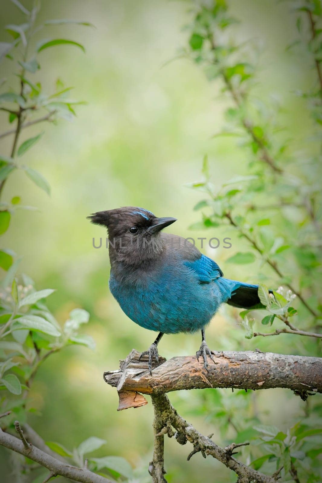 A pretty vibrant blue Stellar's Jay is perched on a small branch in Neah Bay, Washington.
