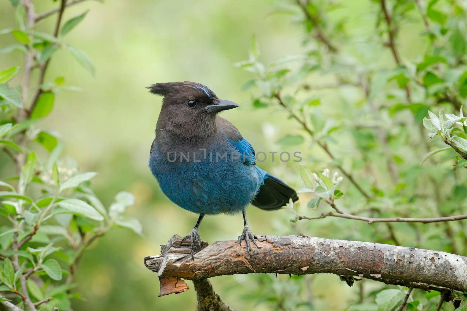 A pretty vibrant blue Stellar's Jay is perched on a small branch in Neah Bay, Washington.