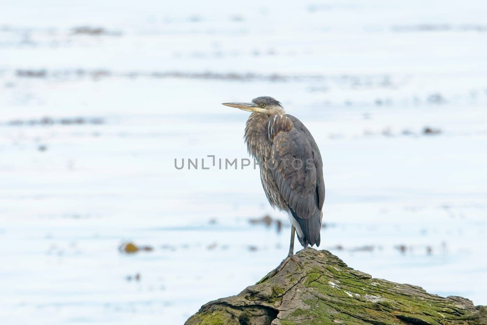 A great blue heron is perched on a large rock near Neah Bay, Washington.