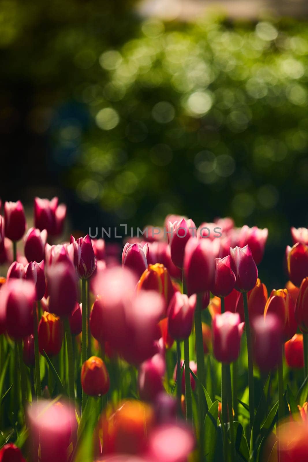 An idyllic garden scene showcasing bright red tulips illuminated by warm sunlight in St.Petersburg, Russia, conveying vibrancy, freshness, and natural beauty in a serene outdoor setting. High quality photo