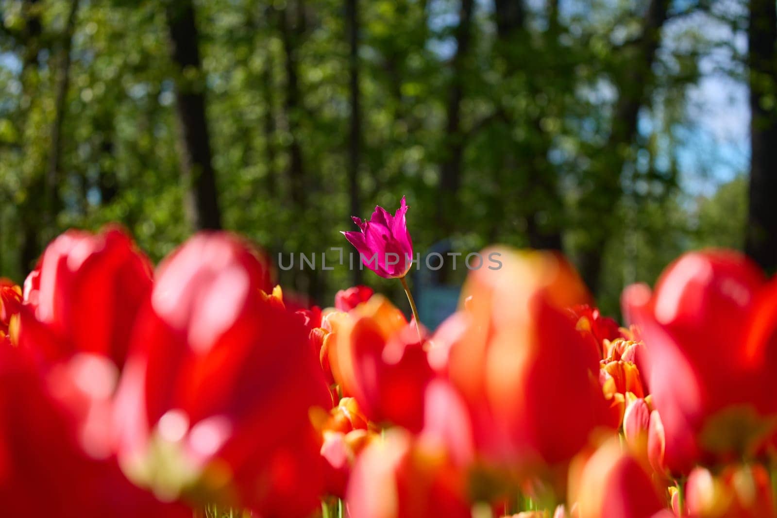 An idyllic garden scene showcasing bright red tulips illuminated by warm sunlight in St.Petersburg, Russia, conveying vibrancy, freshness, and natural beauty in a serene outdoor setting. High quality photo