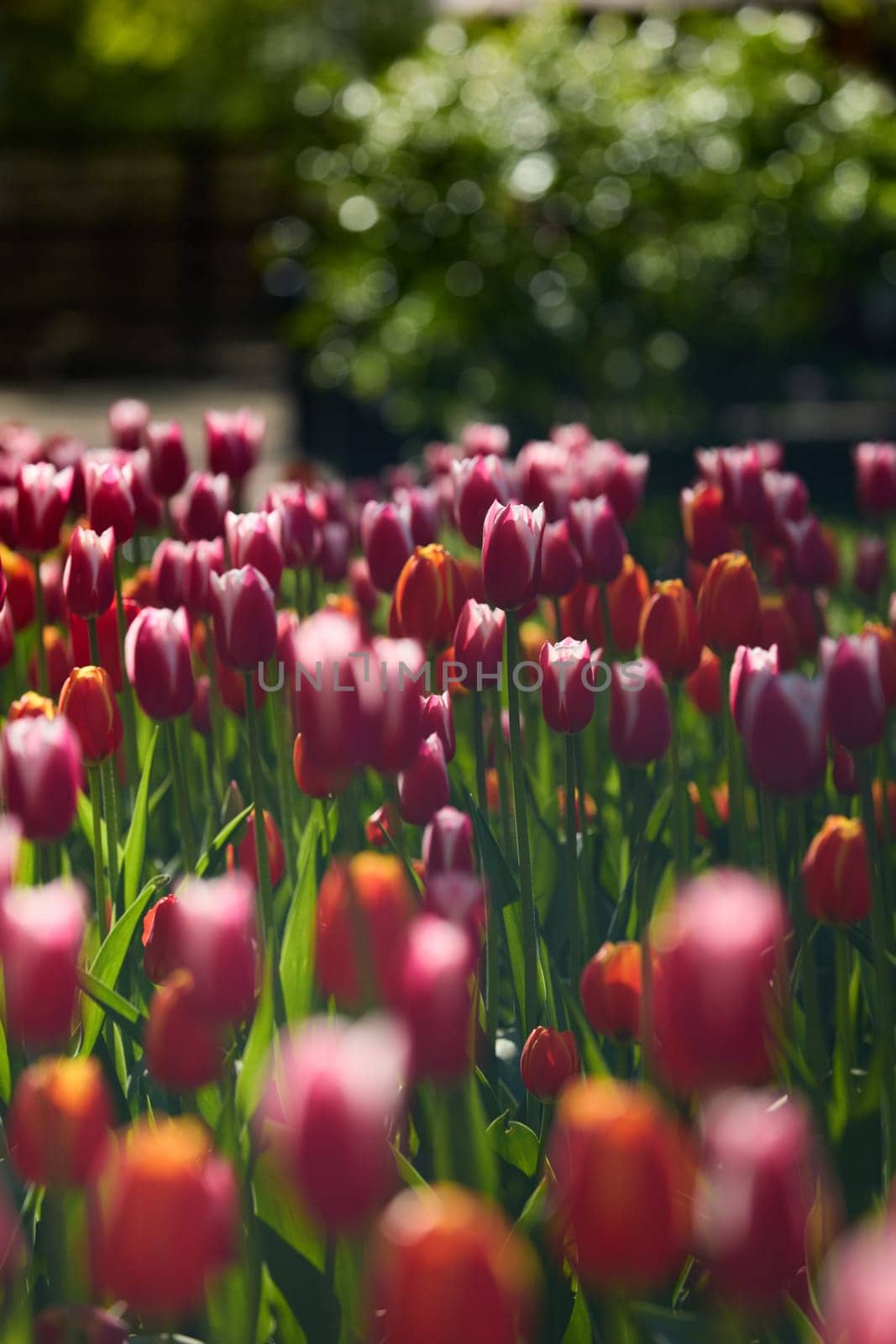 An idyllic garden scene showcasing bright red tulips illuminated by warm sunlight in St.Petersburg, Russia, conveying vibrancy, freshness, and natural beauty in a serene outdoor setting. High quality photo