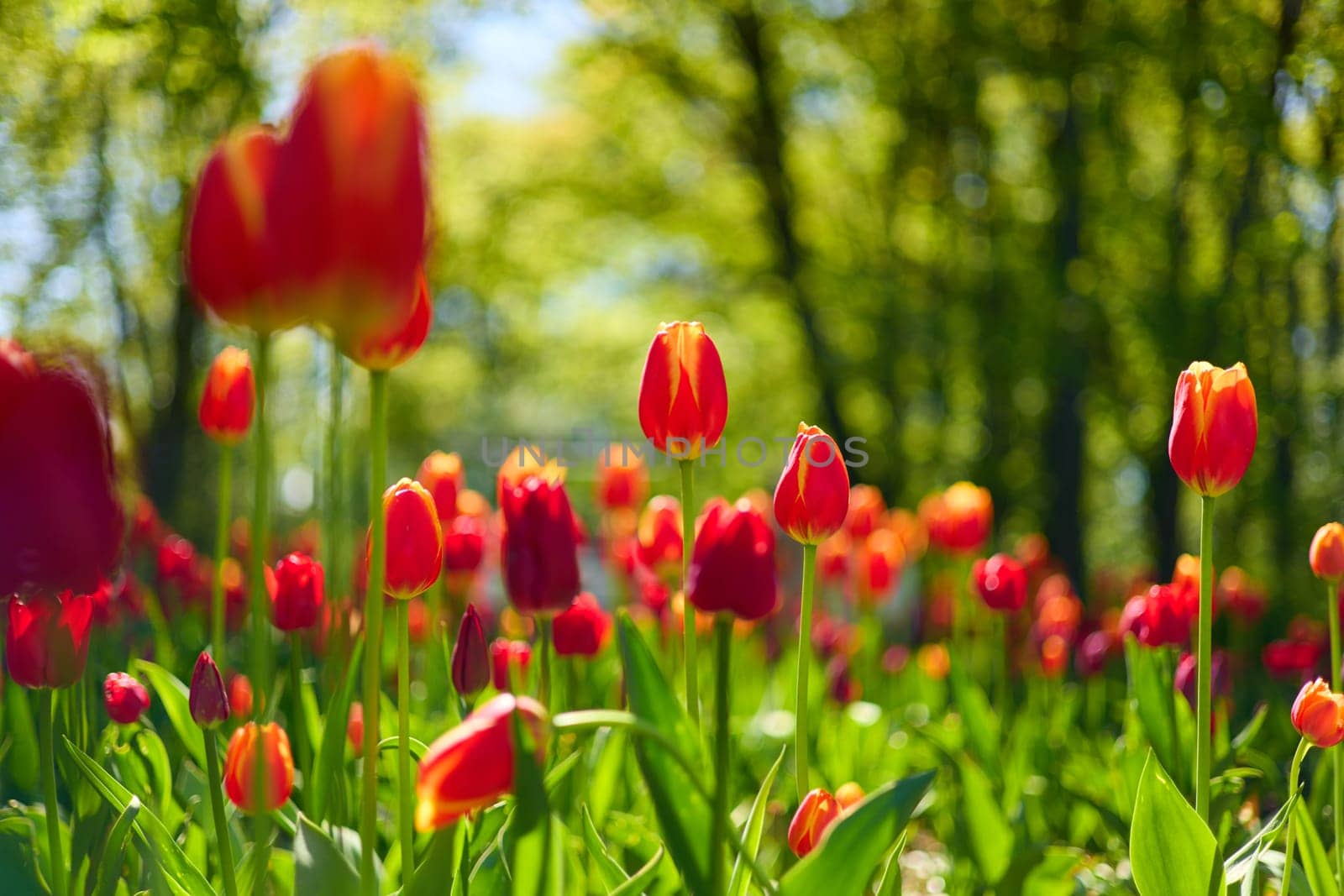 An idyllic garden scene showcasing bright red tulips illuminated by warm sunlight in St.Petersburg, Russia, conveying vibrancy, freshness, and natural beauty in a serene outdoor setting. High quality photo