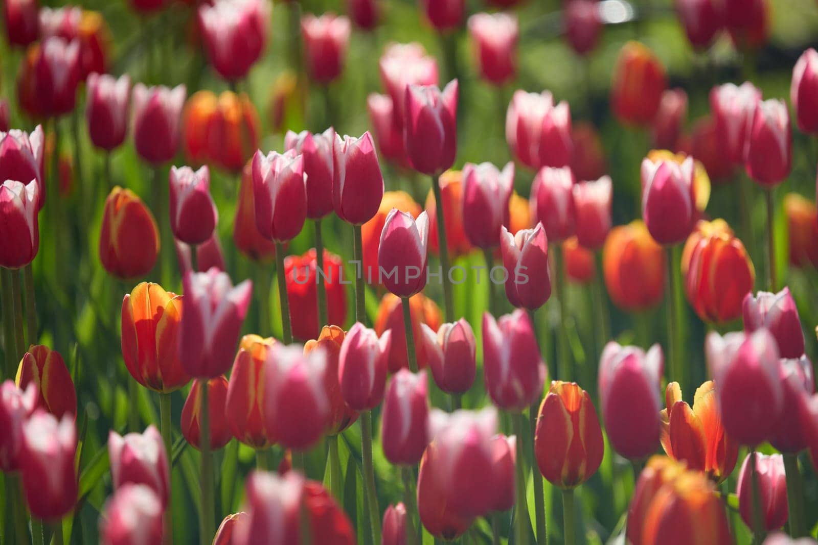 An idyllic garden scene showcasing bright red tulips illuminated by warm sunlight in St.Petersburg, Russia, conveying vibrancy, freshness, and natural beauty in a serene outdoor setting. High quality photo